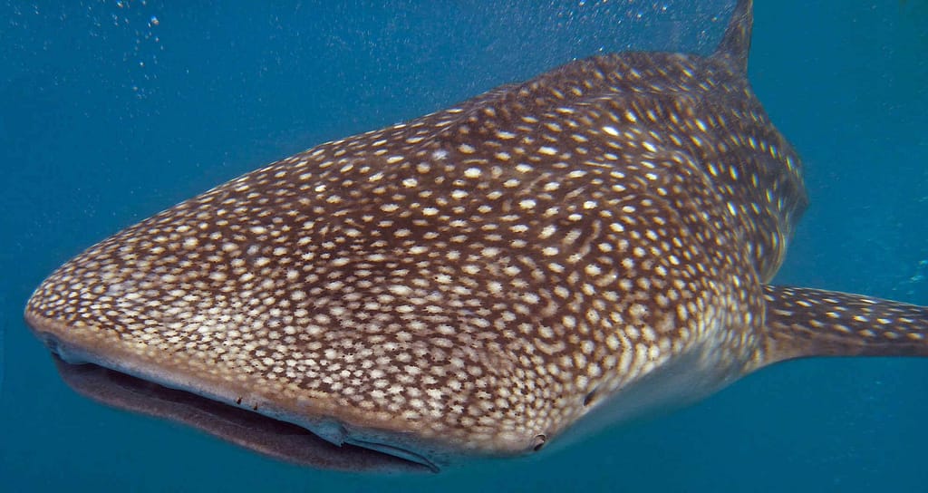 Swimming with Whale Shark of Mafia Island